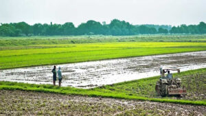 خطوط جدید برنج برای آفریقا محافظت از ویروس را ارائه می دهد