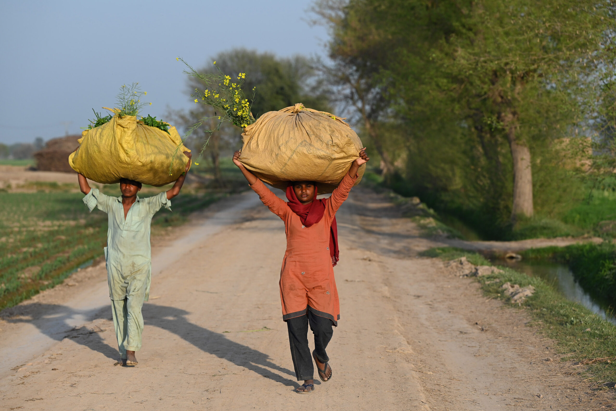 کشاورزی