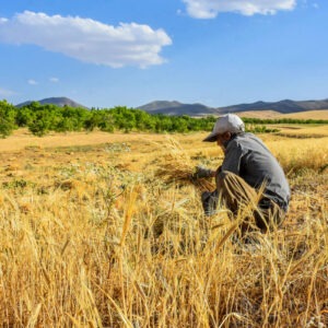 دوازدهمین همایش سراسری کشاورزی و منابع طبیعی پایدار