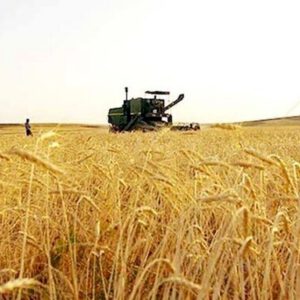 مدیرعامل شرکت بازرگانی دولتی ایران اعلام کرد: رشد 60 درصدی خرید گندم محصول اعتماد نیم میلیون کشاورز به دولت است/ رکورد 33 ساله پرداخت پول گندم به کشاورزان شکسته شد