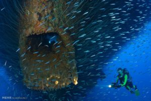 بازسازی نقاط حساس تنوع زیستی اقیانوسی Phanerozoic