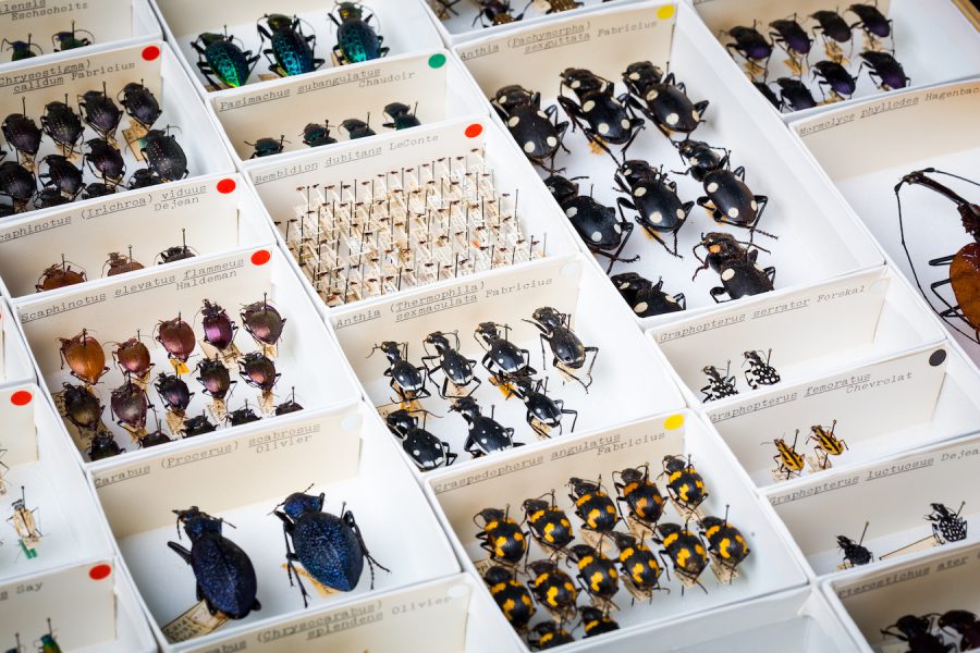 entomology collections 9999