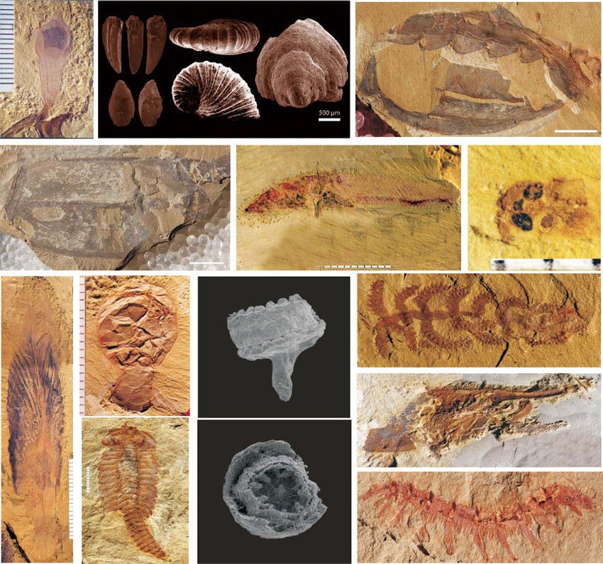 Lately found some significant fossils relevant to the Cambrian explosion One