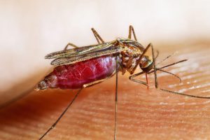 زامبیا در جستجوی ریشه کنی مالاریا به داده های مکانی روی می آورد